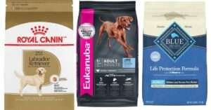 Best Dog Food for Labradors