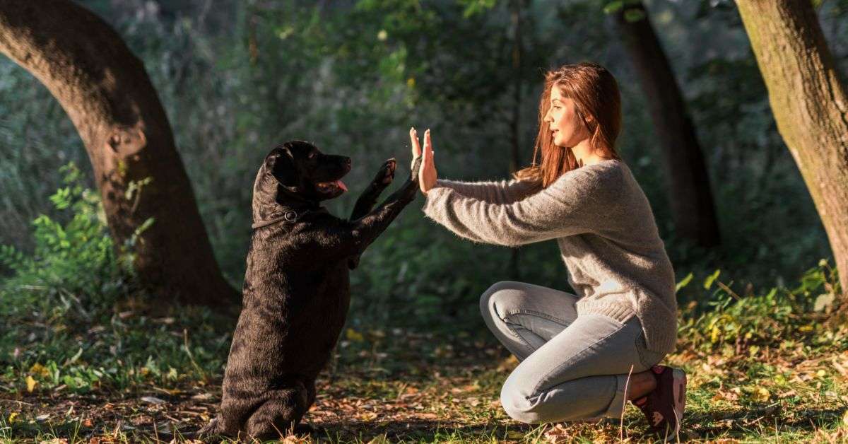 Understanding Pet Behavior and Body Language
