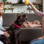 Safety Tips for Pets at Home