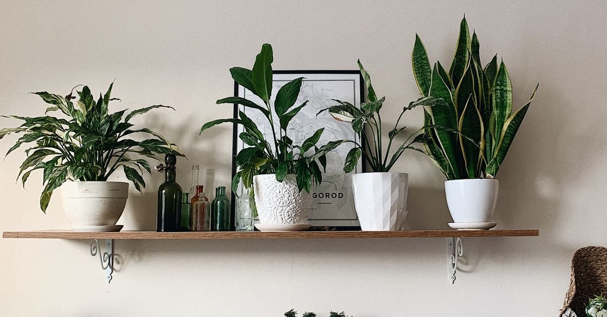 Plants adding warmth to a bedroom