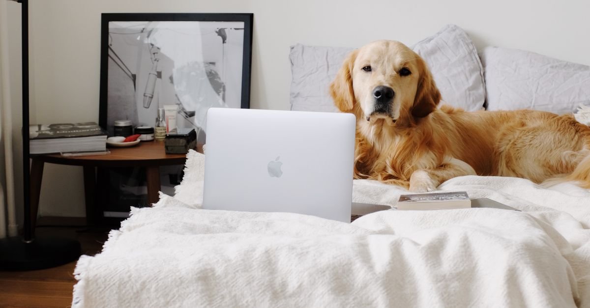 Pet-Friendly Home Setup