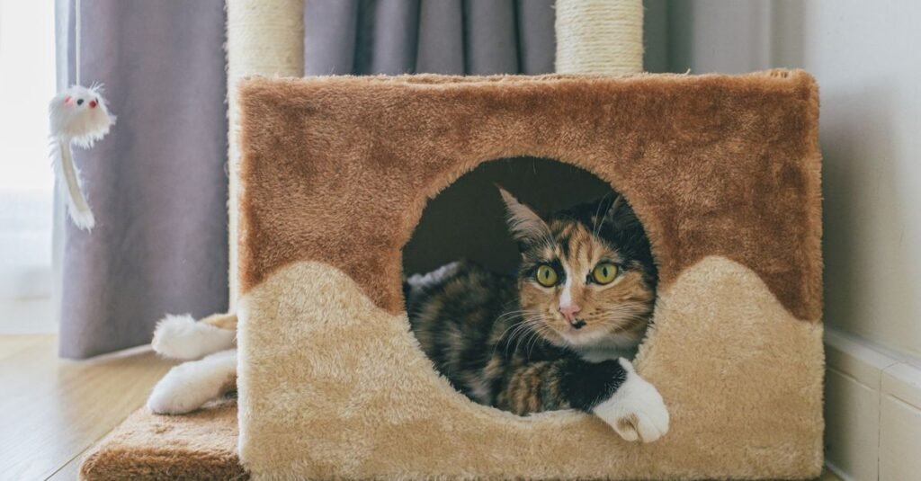 Cat peeking from a covered hideaway