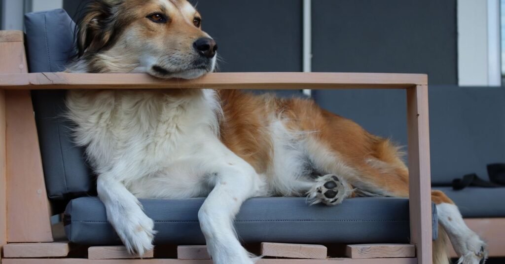 Fluffy dog sprawled across a grey couch