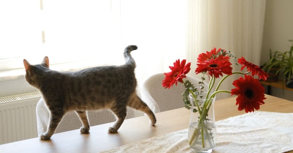 Cat walking across a table in a bright apartment