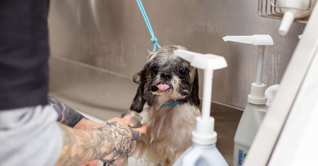 Small dog being bathed at a grooming station