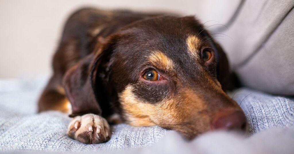 Dog resting its head on a soft blanket