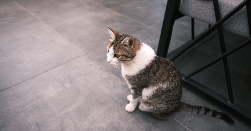Cat sitting on grey tile looking back