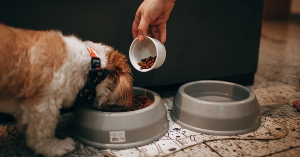 Kibble being poured into a pet bowl