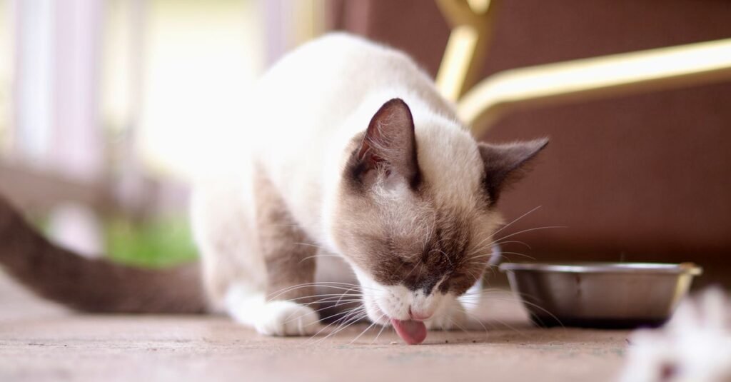 Cat eating from a bowl on the floor