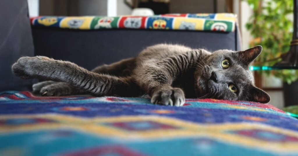 Cat lounging on a textured blanket