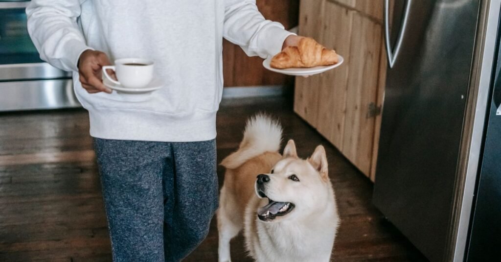 Dog waiting hopefully in the kitchen
