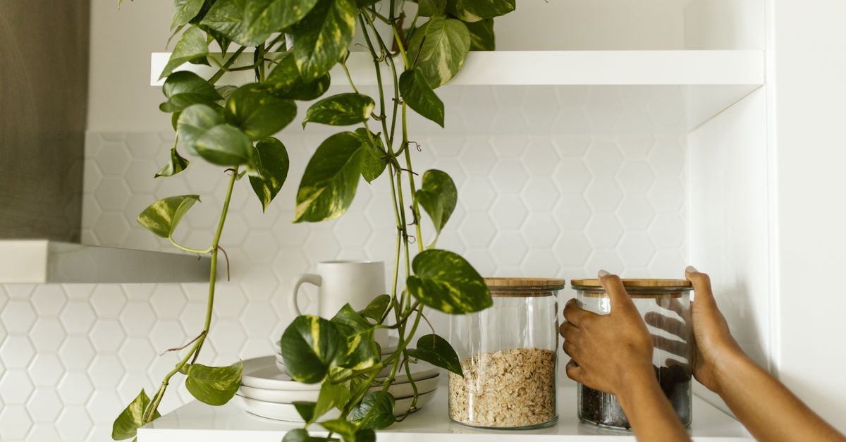 A hand placing a glass on an open shelf beside a trailing plant