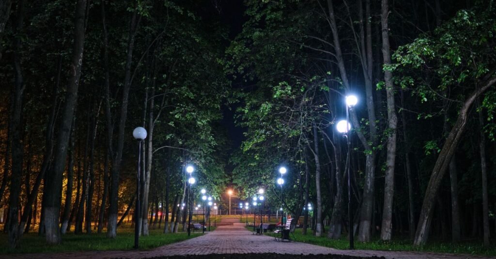 Lit pathway winding through dark trees